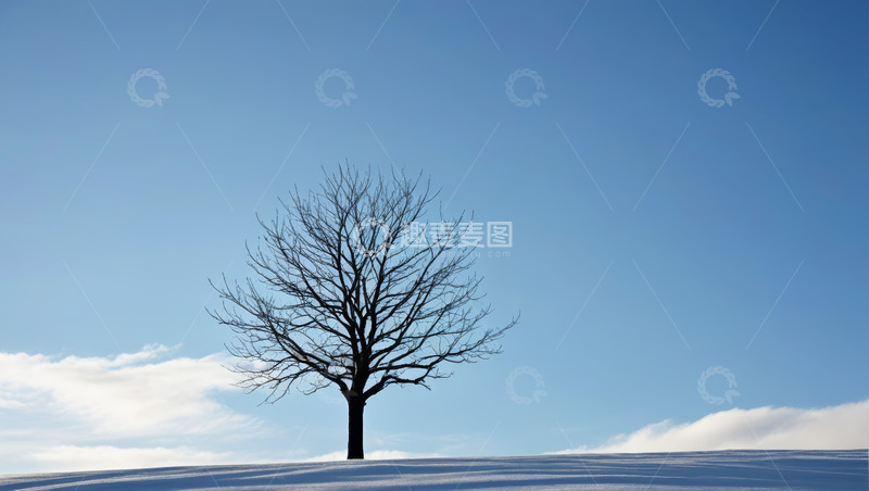 高清大图下载【趣麦麦图】雪地中一棵光秃树木