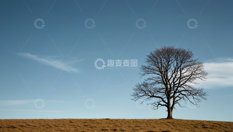 高清大图下载【趣麦麦图】旷野上的孤独树木