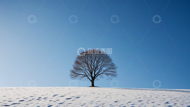 高清大图下载【趣麦麦图】雪地上孤独的树木景观