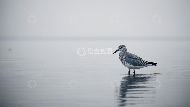 高清大图下载【趣麦麦图】水边站立的灰羽鸟类