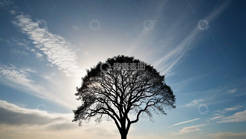 高清大图下载【趣麦麦图】蓝天中孤独的树木剪影