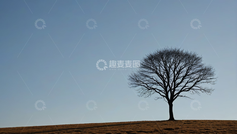 高清大图下载【趣麦麦图】旷野中孤独的无叶树木