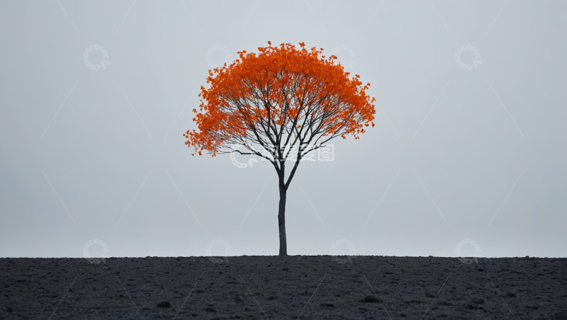 高清大图下载【趣麦麦图】旷野中橙叶孤树