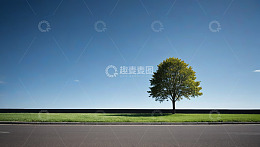 道路旁的单棵绿树与蓝天