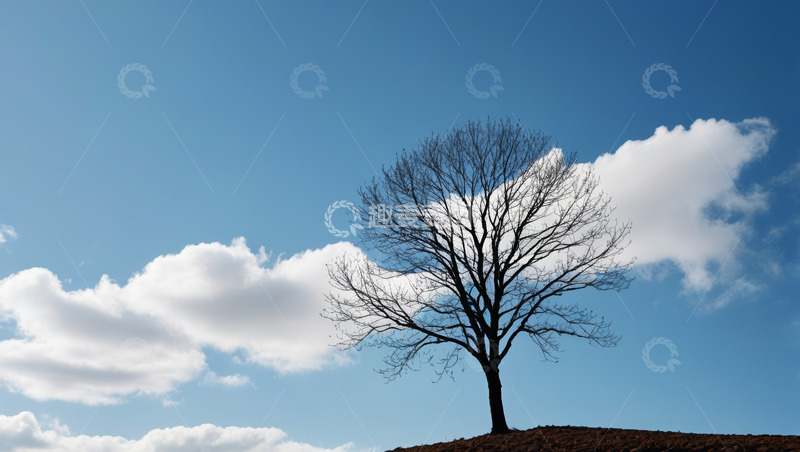 高清大图下载【趣麦麦图】蓝天中孤独树木景象