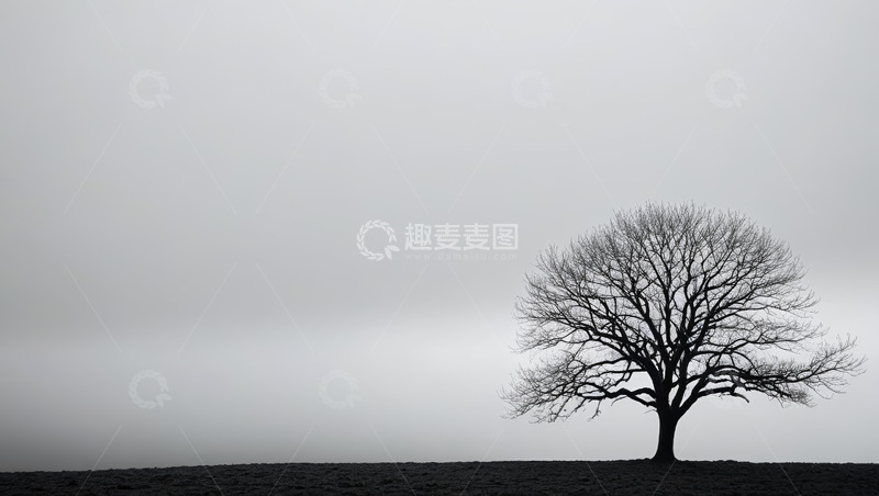 高清大图下载【趣麦麦图】旷野中孤独的无叶树木