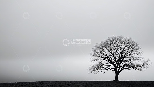 旷野中孤独的无叶树木