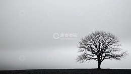 旷野中孤独的无叶树木
