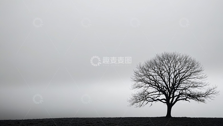 旷野中孤独的无叶树木