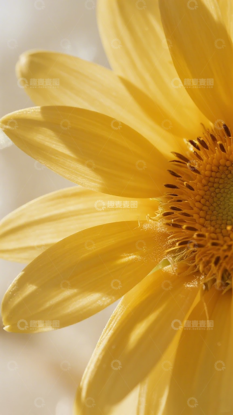 高清大图下载【趣麦麦图】向日葵特写摄影
