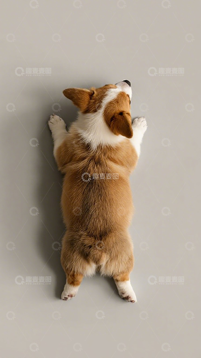 高清大图下载【趣麦麦图】柯基犬站立背影写真