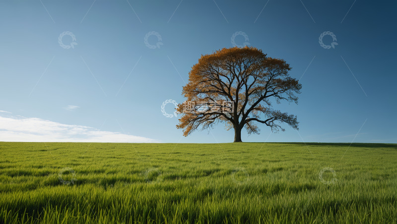 高清大图下载【趣麦麦图】草原上的单棵树木自然风光