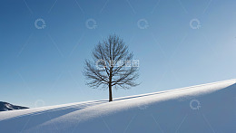 雪地上的一棵光秃树木