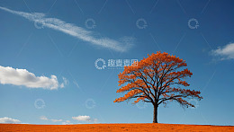 蓝天背景下的单棵红叶树