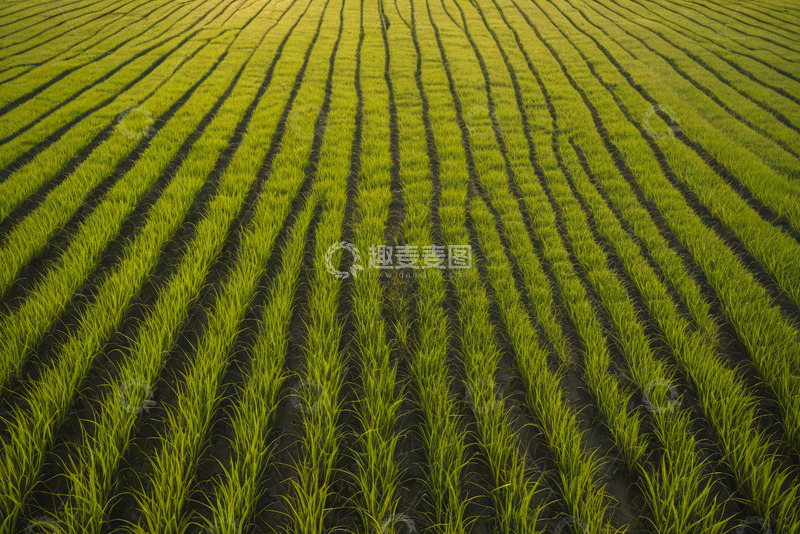 高清大图下载【趣麦麦图】整齐排列的绿色农田