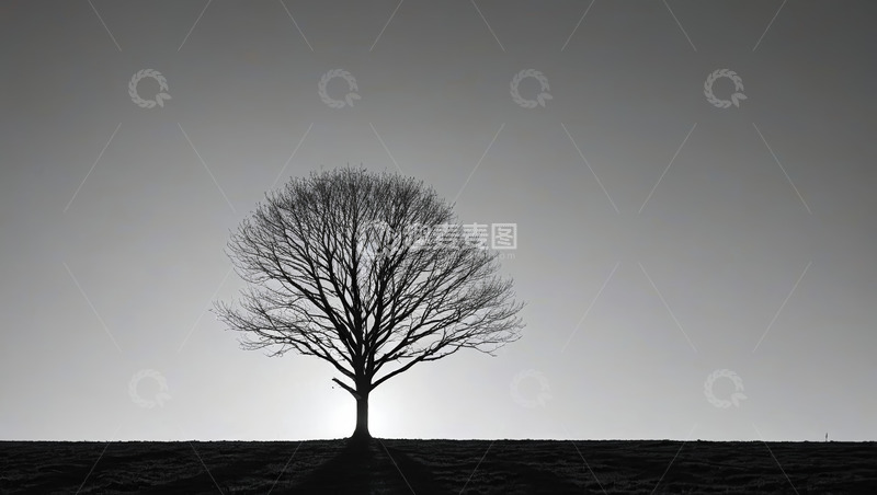 高清大图下载【趣麦麦图】旷野中孤独的无叶树木