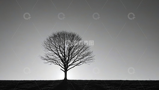 旷野中孤独的无叶树木