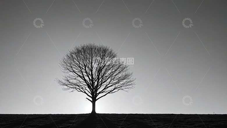 旷野中孤独的无叶树木