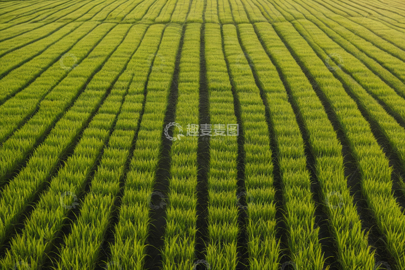 高清大图下载【趣麦麦图】整齐排列的绿色农田