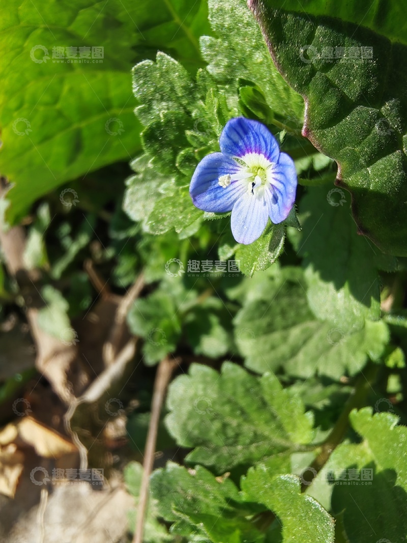高清大图下载【趣麦麦图】婆婆纳花特写
