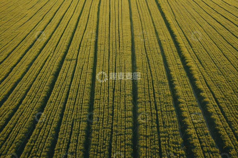 高清大图下载【趣麦麦图】航拍整齐排列的农田