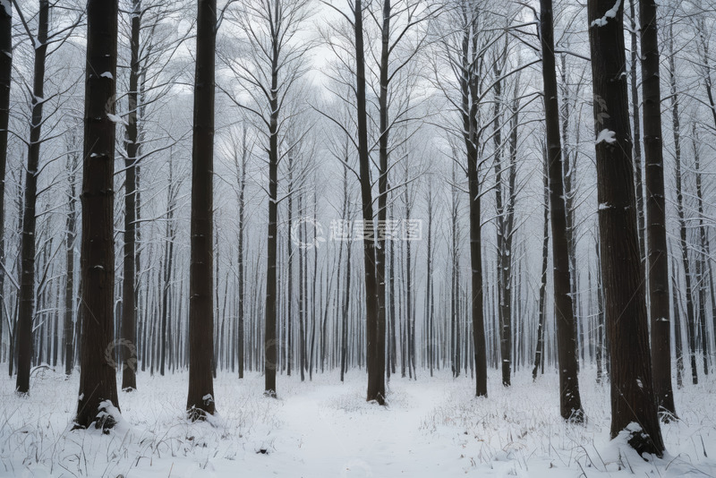 高清大图下载【趣麦麦图】冬日雪覆森林景象