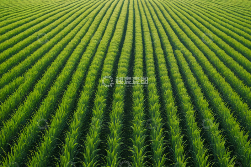 高清大图下载【趣麦麦图】整齐排列的绿色农田