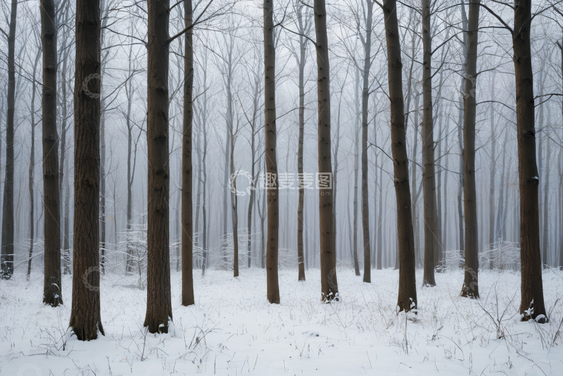 高清大图下载【趣麦麦图】雪覆森林自然景观