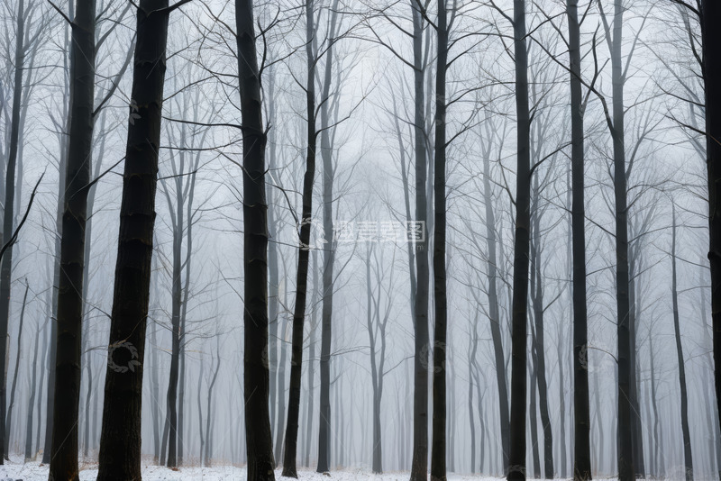 高清大图下载【趣麦麦图】雾中雪林自然景观