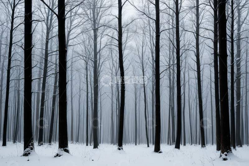 高清大图下载【趣麦麦图】冬日雪覆森林景色