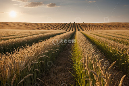 夕阳下的金色麦田风光