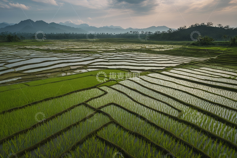 高清大图下载【趣麦麦图】田园风光稻田全景