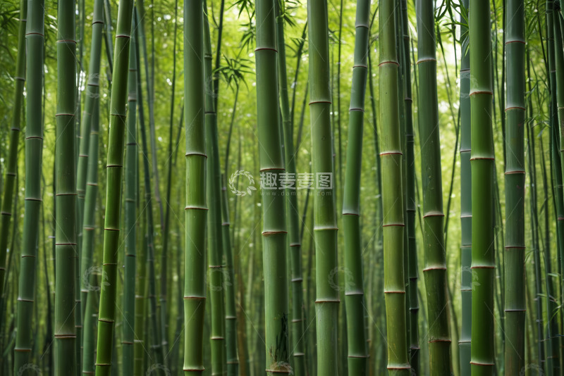 高清大图下载【趣麦麦图】茂密翠绿的竹林景观
