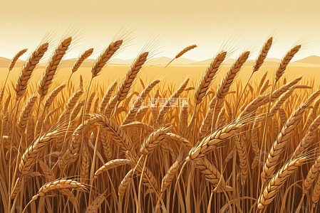 金黄麦田自然风光