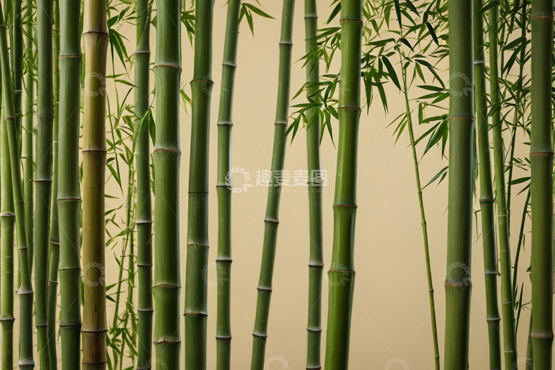 高清大图下载【趣麦麦图】翠绿竹林特写