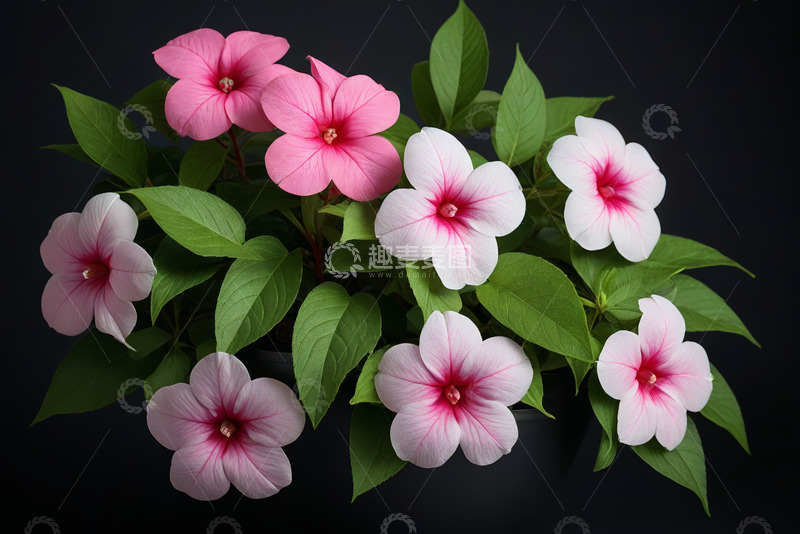 高清大图下载【趣麦麦图】粉色白色花卉绿植特写