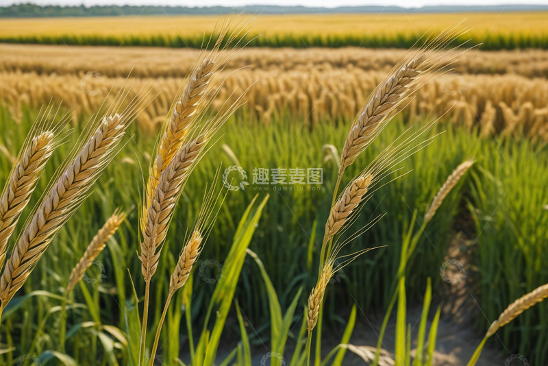 高清大图下载【趣麦麦图】成熟麦田麦穗特写