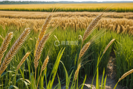 成熟麦田麦穗特写