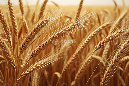 成熟小麦特写素材