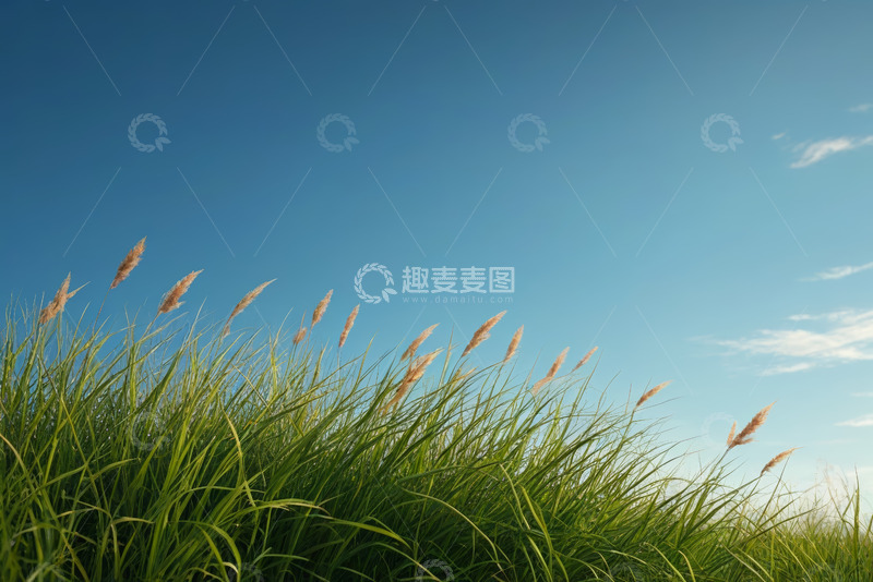 高清大图下载【趣麦麦图】蓝天之下随风摇曳的青草