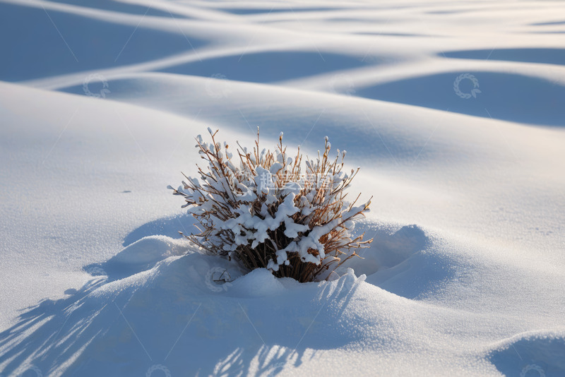 高清大图下载【趣麦麦图】雪地上的覆雪灌木景观