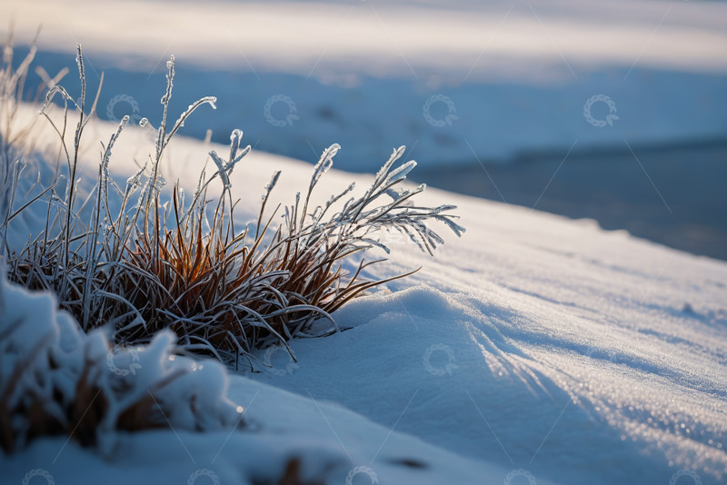 高清大图下载【趣麦麦图】雪地中覆霜的草丛景象