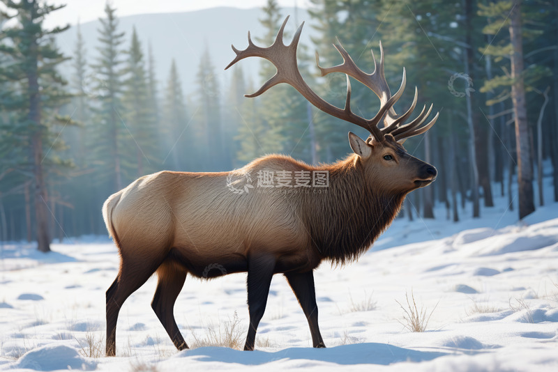 高清大图下载【趣麦麦图】雪地中站立的麋鹿