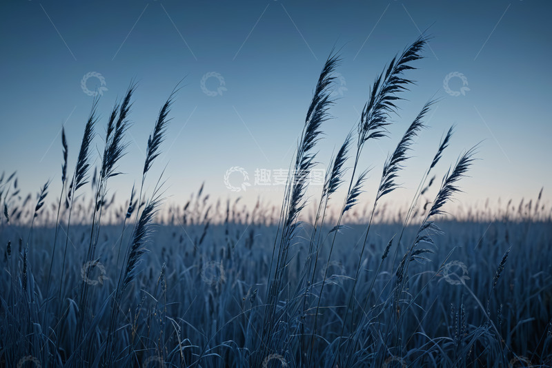高清大图下载【趣麦麦图】暮色中摇曳的野草风景