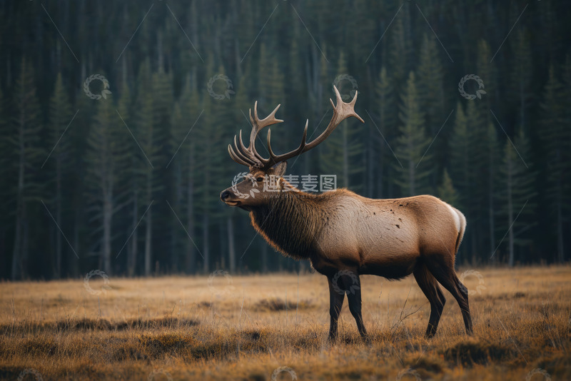 高清大图下载【趣麦麦图】野外站立的麋鹿
