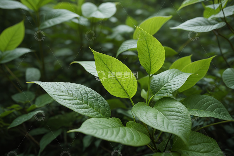 高清大图下载【趣麦麦图】特写绿色植物叶片