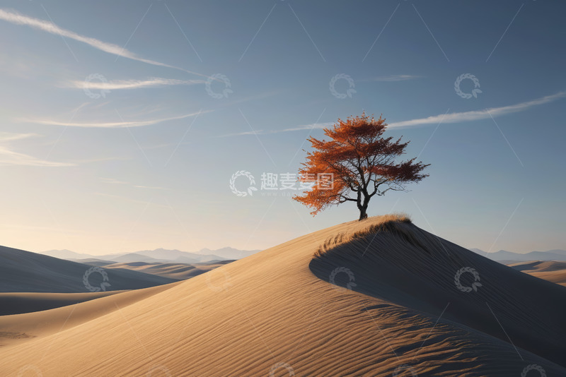 高清大图下载【趣麦麦图】沙漠中沙丘上的孤树