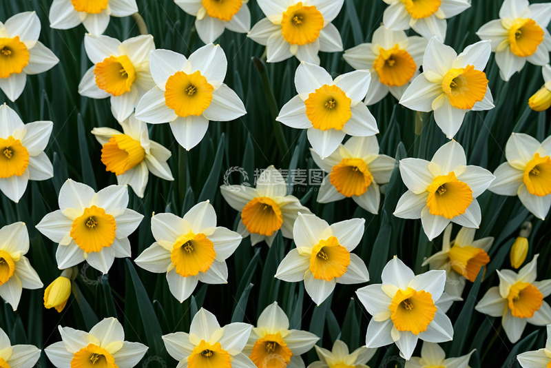 高清大图下载【趣麦麦图】盛开的白色水仙花