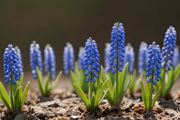 蓝色风信子花卉特写