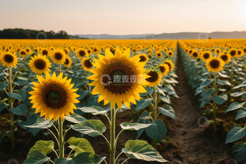 高清大图下载【趣麦麦图】向日葵农田自然景观